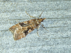 Scoparia ustimacula
