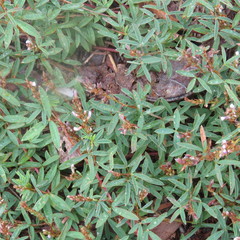 Aphyllodium biarticulatum