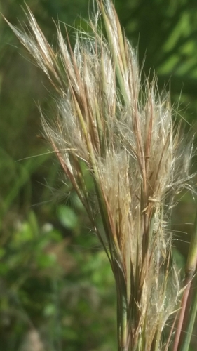 purple bluestem (Andropogon glaucopsis)