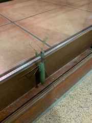 Sphodromantis viridis
