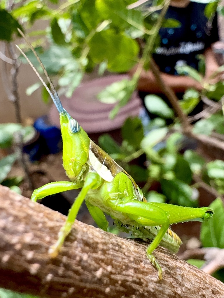 Sphenarium zapotecum
