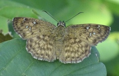 Carrhenes fuscescens