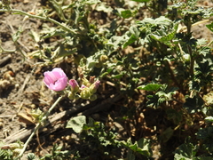 Sphaeralcea mendocina
