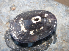 Fissurella nigra