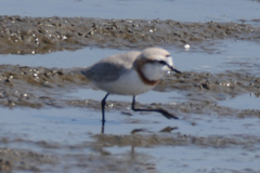 Charadrius pallidus