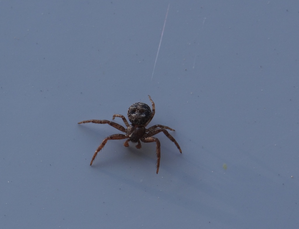 Bassaniana (Crab Spiders of Mississippi) · iNaturalist