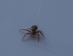 Bassaniana utahensis