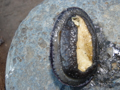 Fissurella nigra