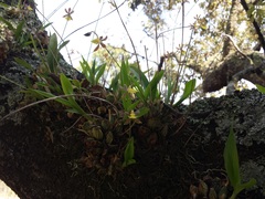 Oncidium brachyandrum