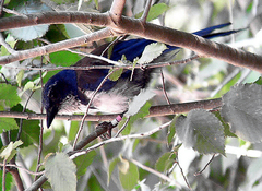 Aphelocoma insularis