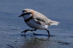 Charadrius pallidus
