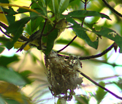 Vireo pallens