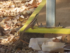 Lophognathus gilberti