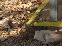 Lophognathus gilberti