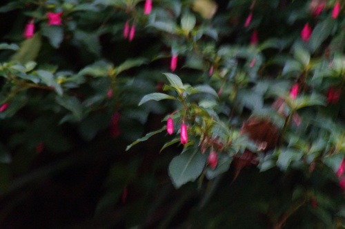 Fuchsia encliandra (Fuchsia encliandra)