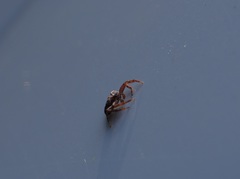 Bassaniana utahensis