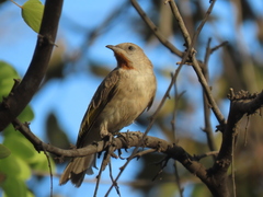 Conopophila rufogularis