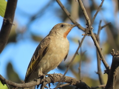 Conopophila rufogularis