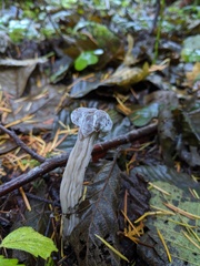 Hypomyces cervinigenus