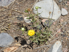 Grindelia pulchella
