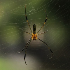 Nephila pilipes