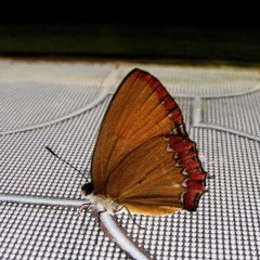 Heliophorus epicles