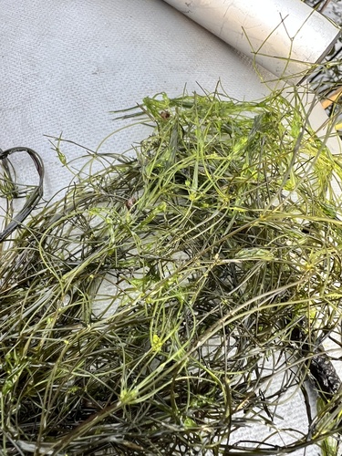Smooth Stonewort (Nitella flexilis)