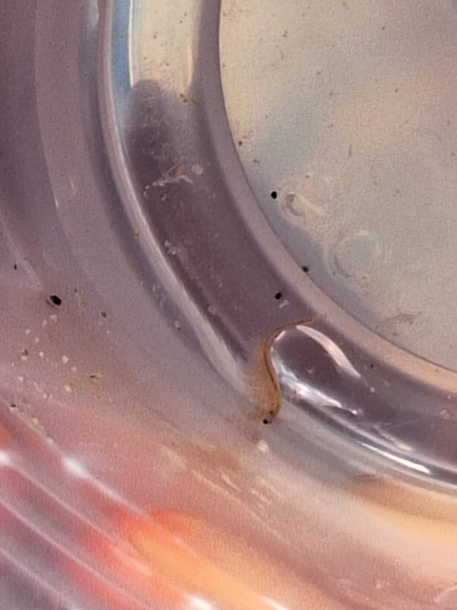 Artemia monica Verrill, 1869