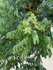 Majidea zanguebarica