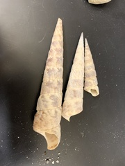 Turritella
