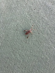 Leptoglossus clypealis