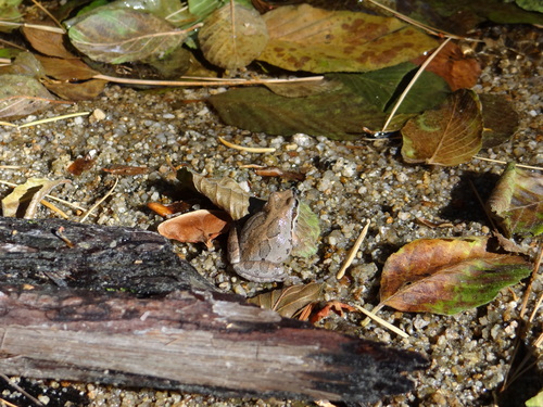 iNaturalist observation photo of Pacific chorus frog