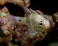 Norfolk Cardinalfish photo 2