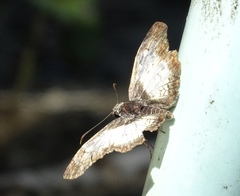 Antigonus emorsa