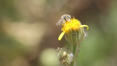 Diadasia chilensis