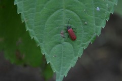 Pyropterus nigroruber