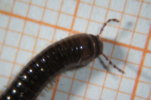 Cylindroiulus caeruleocinctus photo 4