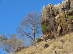 Brachychiton collinus