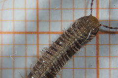 Cylindroiulus caeruleocinctus
