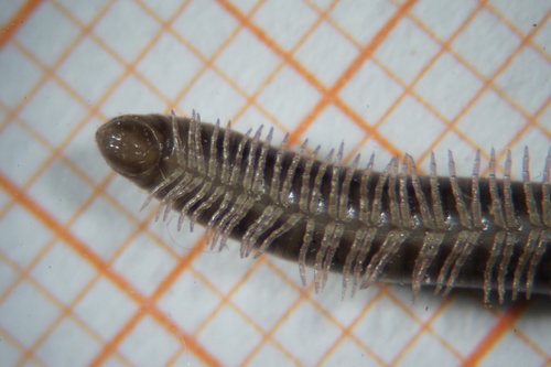 Cylindroiulus caeruleocinctus photo 3