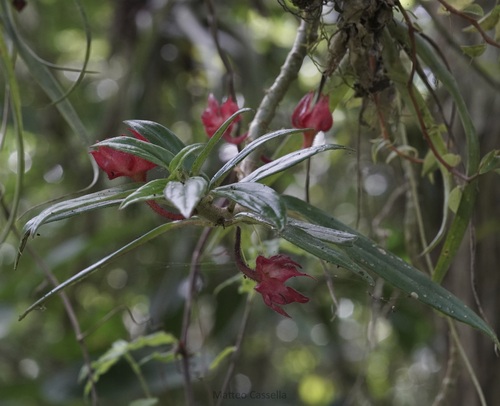Columnea erythrophaea, photograph 6