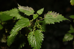 Agromyza anthracina