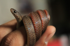 Gongylosoma baliodeira