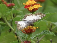 Antigonus emorsa