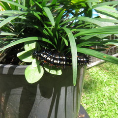 Doleschallia bisaltide australis