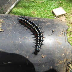 Doleschallia bisaltide australis