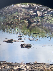 Calidris mauri