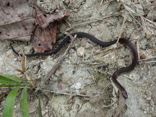 Photo of a Boulenger's Centipede Snake (Tantilla alticola)