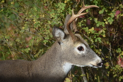 Odocoileus virginianus leucurus