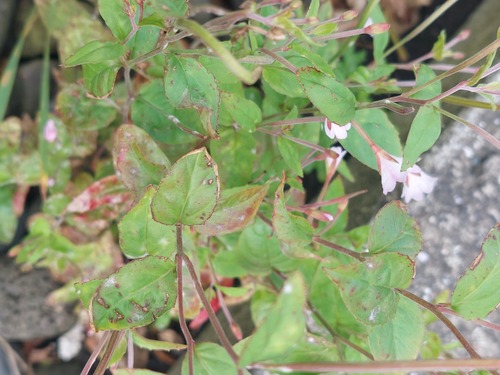 Hill Willowherb (Epilobium collinum)